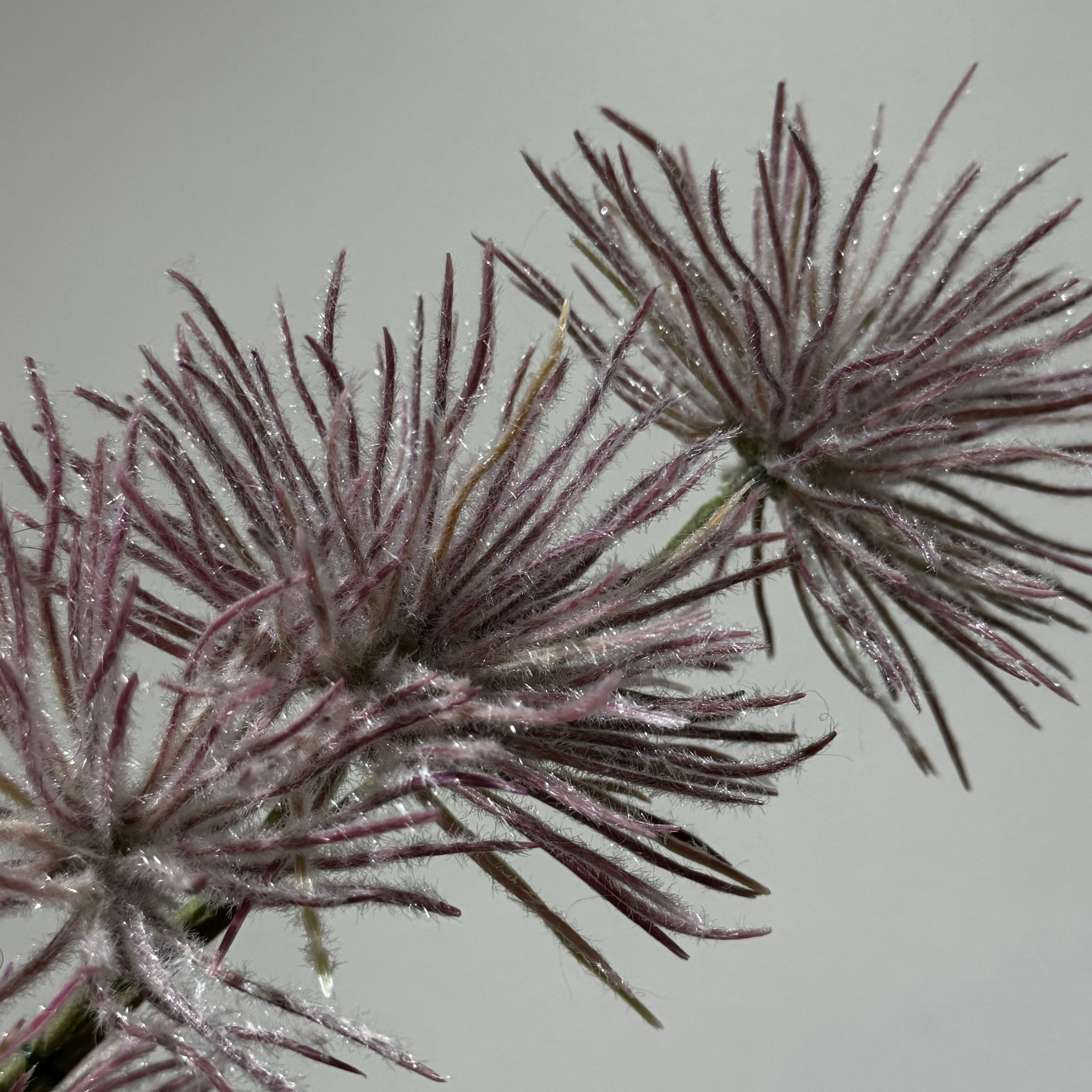 Thistle Fascinator